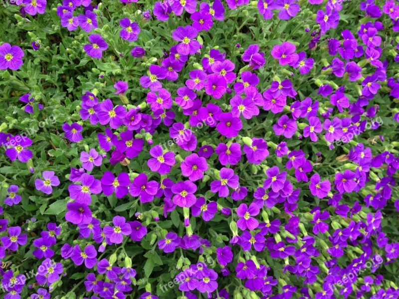 Aubrieta Blue Pillow Violet Stone Garden Spring