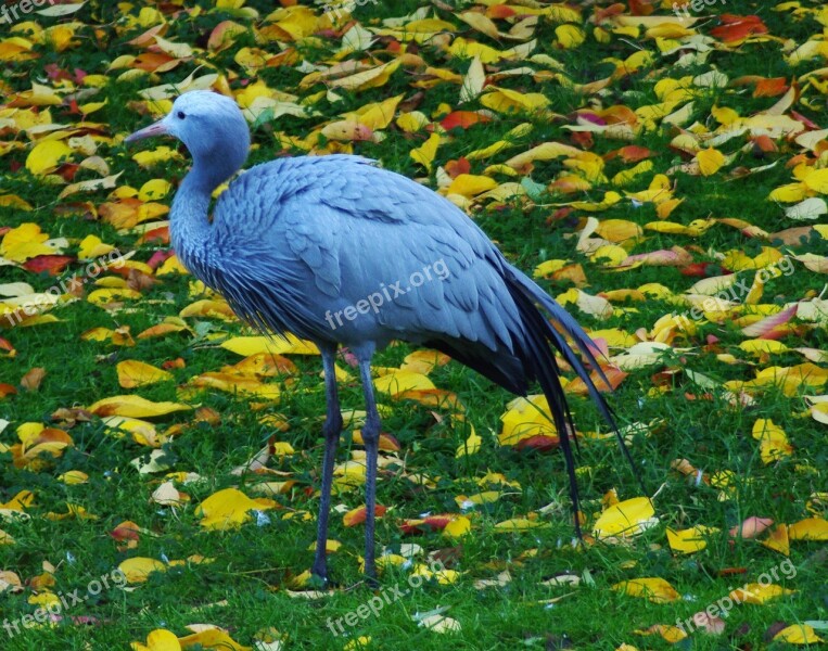 Stork Bird Animal Flying Rattle Stork