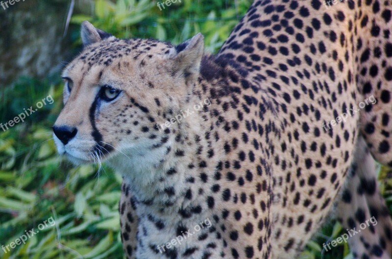 Leopard Cat Animal Predator Wildcat