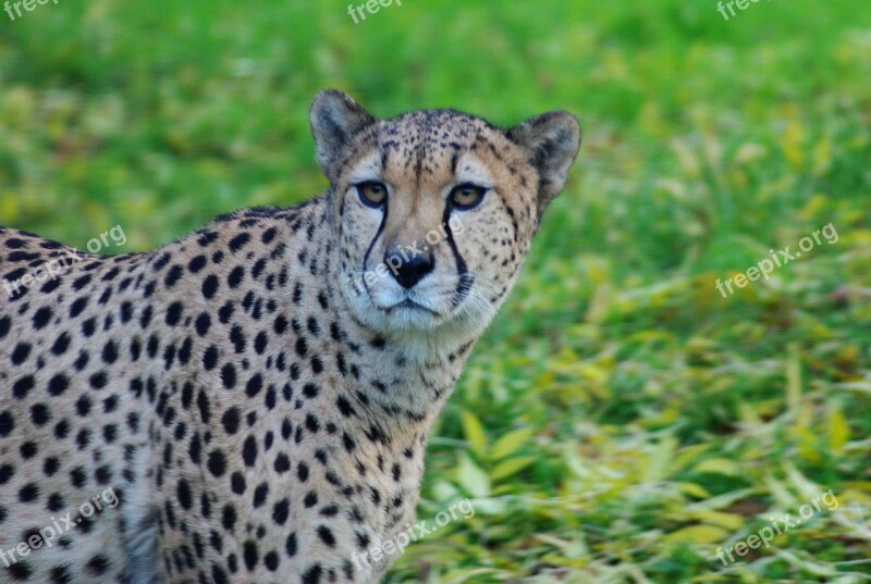 Leopard Cat Animal Predator Wildcat