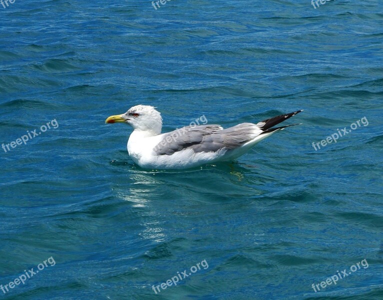 Gull Bird Animal Water Close Up