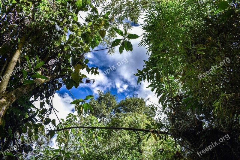 Pasochoa Trees We Will Landscape Tree