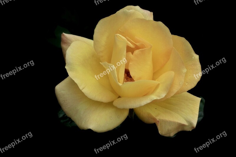 Flower Rose Tea Beauty Garden