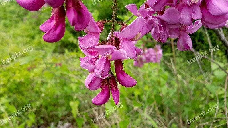 Wisteria Pink Wisteria Blossom Spring Flora