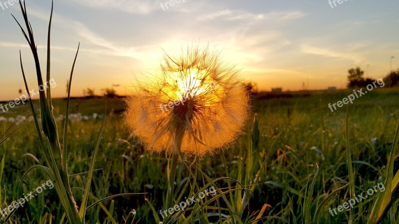 Dandelion Taraxacum Nature Flower Summer