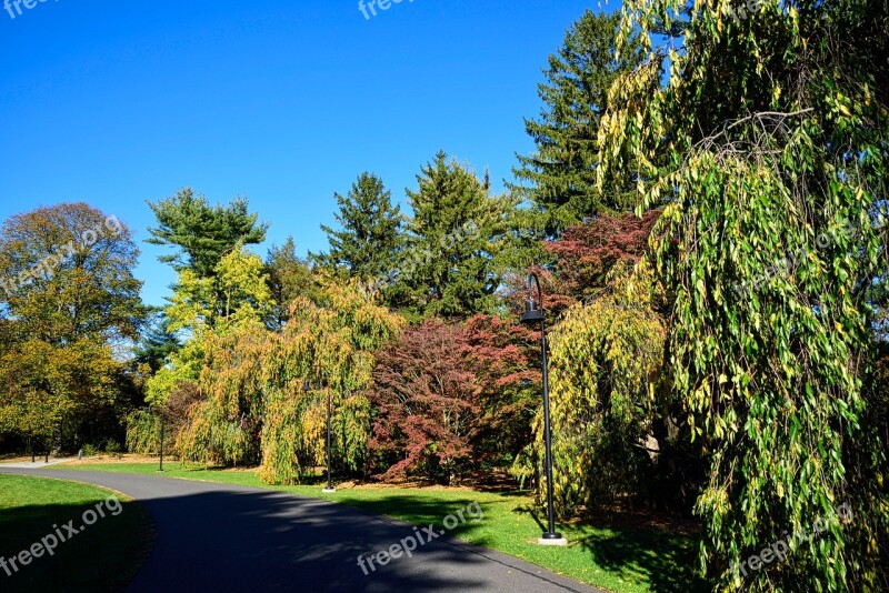 Autumn Fall Colors Path Nature Trees