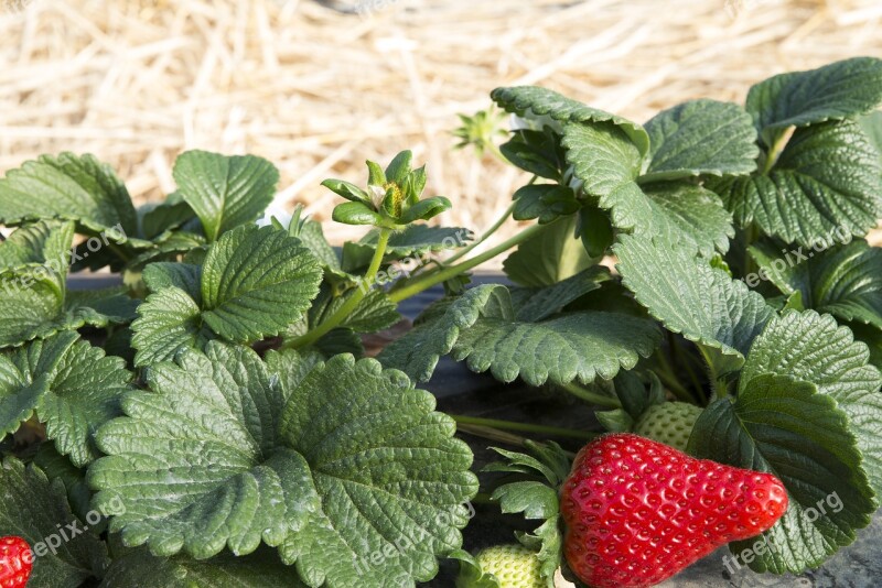 Plant Strawberry Candonga Basilicata Parker