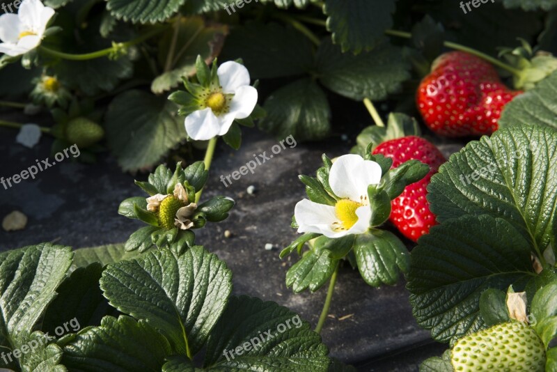 Flower Strawberry Strawberries Candonga Basilicata