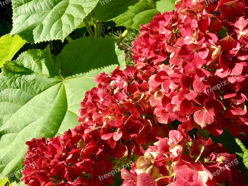 Hydrangea Flower Autumn Garden Dark Pink