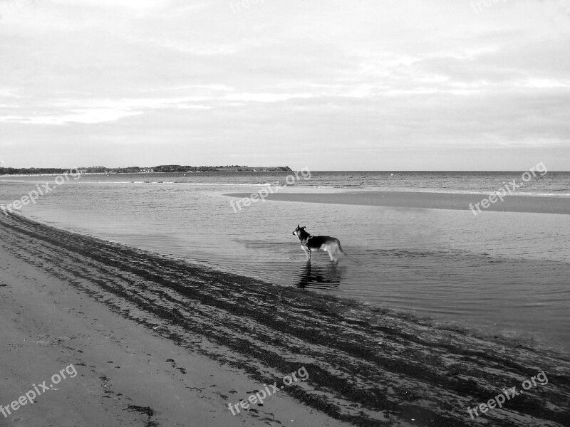 Baltic Sea Boltenhagen Panorama Dog Bay