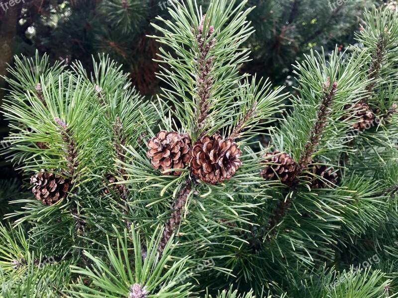 Trees Tree Conifer Cones Pine