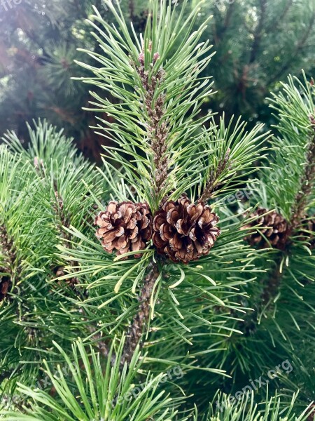 Trees Tree Conifer Cones Pine