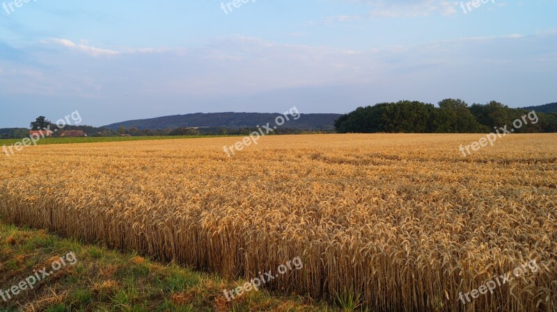 Forest Meadow Nature Cereals Field