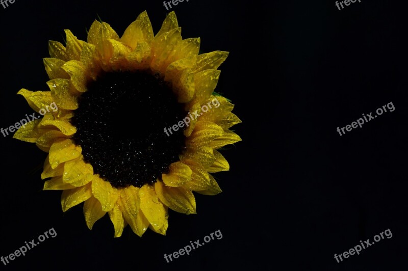 Yellow Sunflower Natural Nature Bello