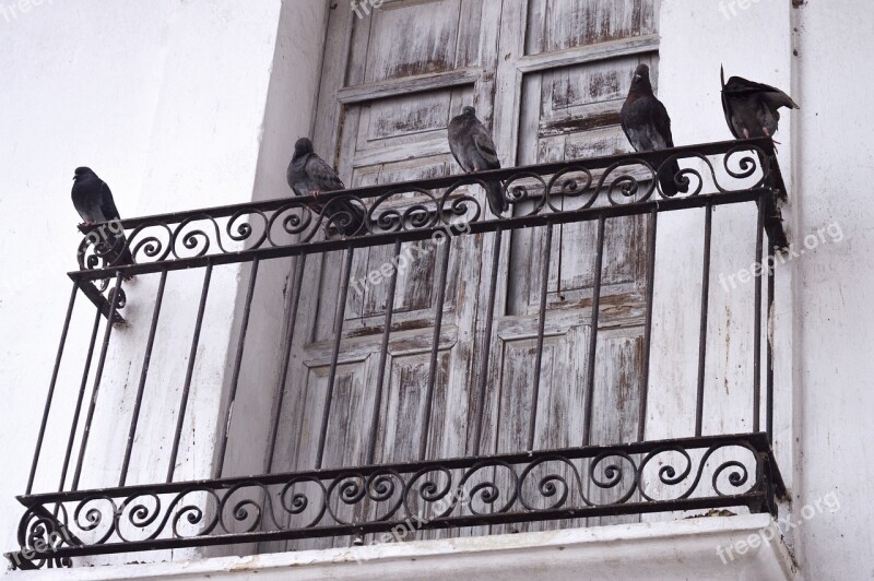 Animal Ave Balcony City Nature