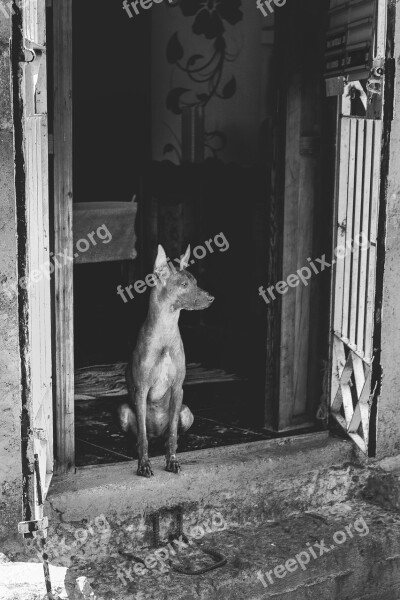 Dog Cuba Travel Animals Holiday