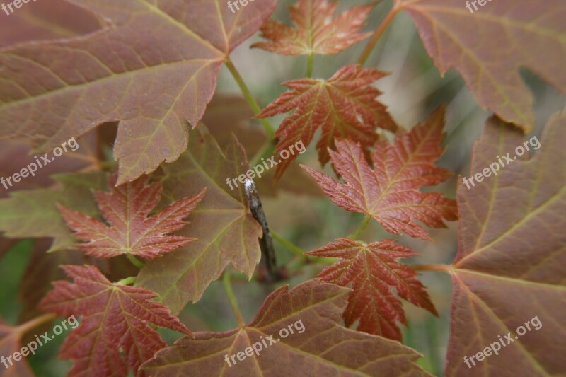 Leaves Red Sapling Plant Autumn