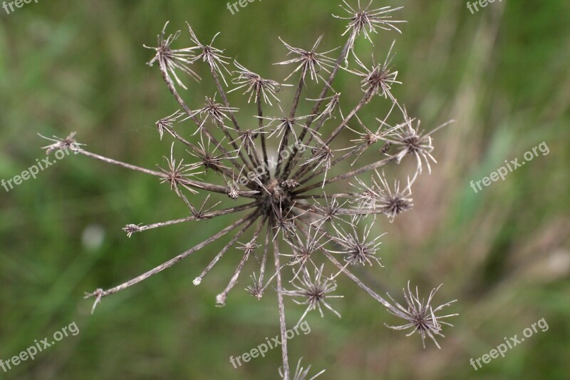 Flower Wildflower Wild Wilderness Prairie