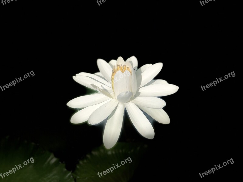 Lotus Blossom White Elegant Free Photos