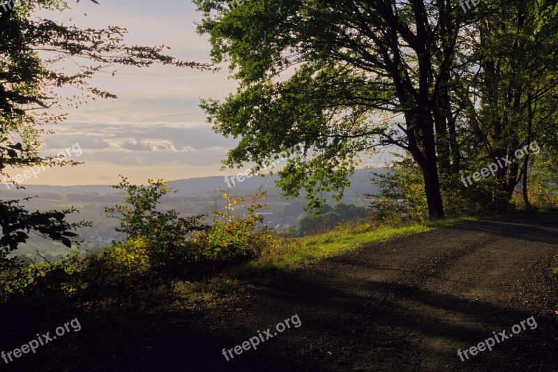 Golden Hour Forest Sunset Landscape Nature