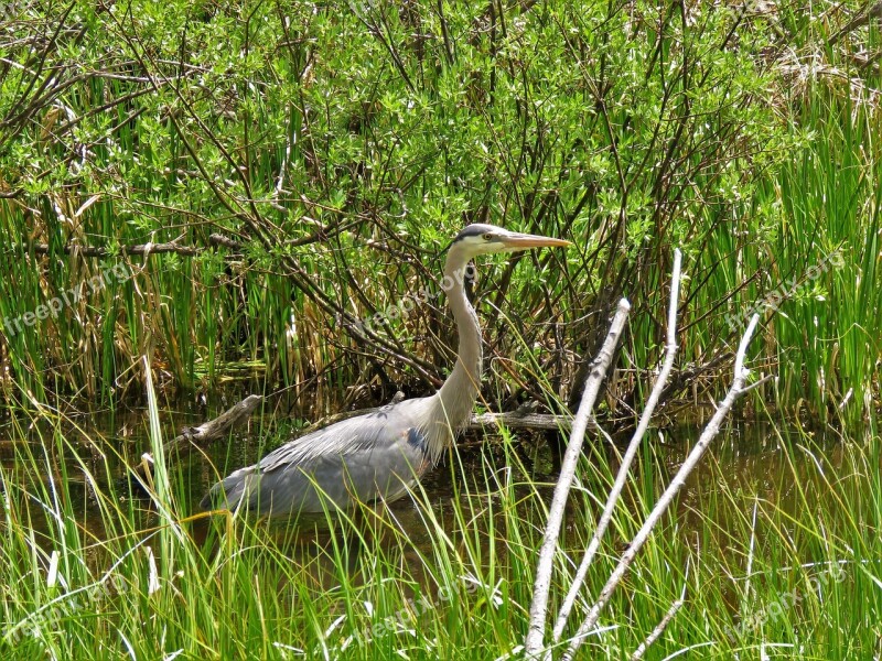 Wildlife Water Fowl Heron Hiking Wyoming