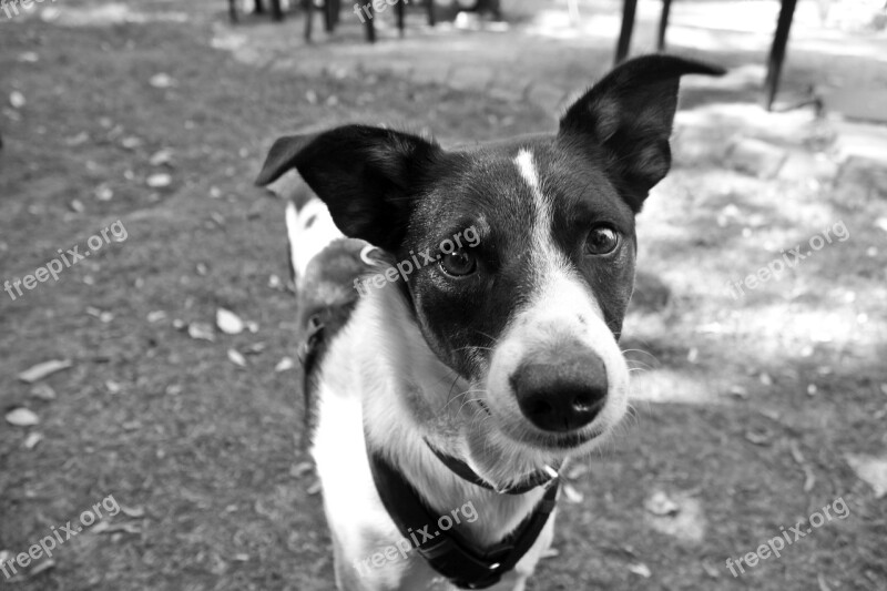 Portrait Dog Black And White Photography Hybrid B W