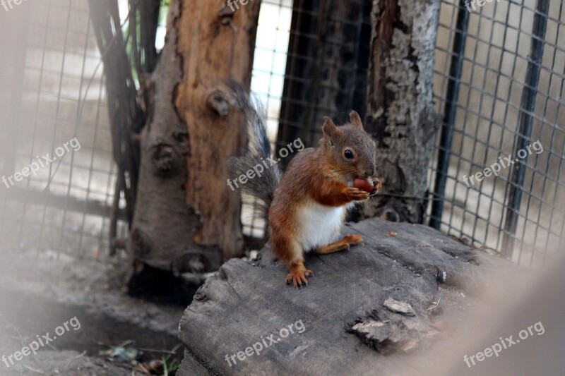 Squirrel Young One Nibbles Redhead