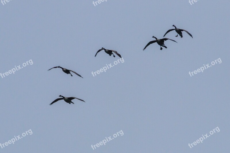 Geese Birds Nature Bird Animal World