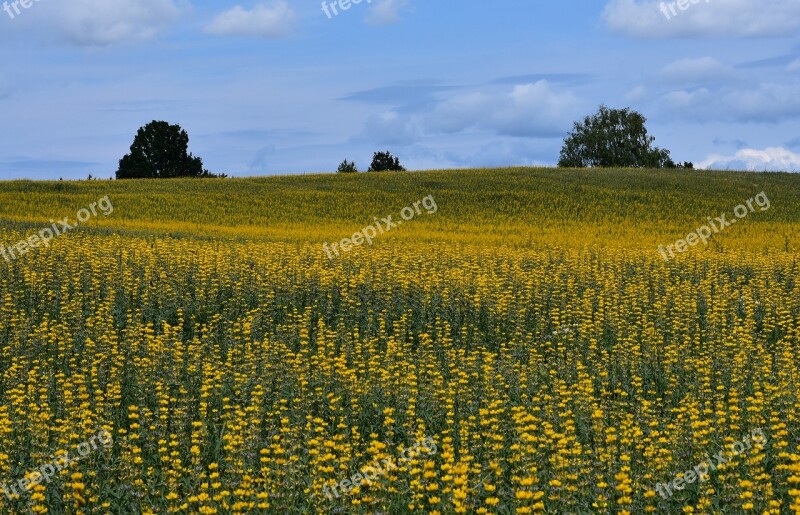 Summer Kaszuby Field Yellow Landscape