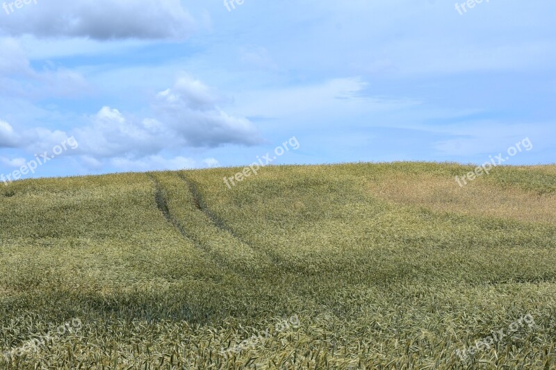 Field Landscape Kaszuby Summer Corn