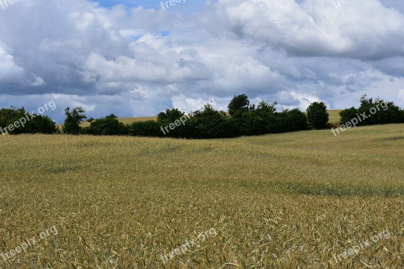 Landscape Field Corn Summer Kaszuby