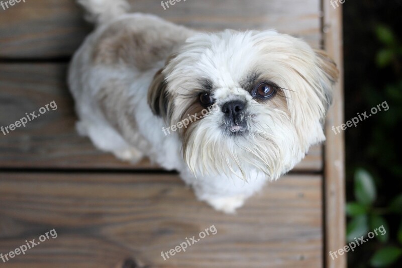 Dog Shih Tzu Porch Free Photos