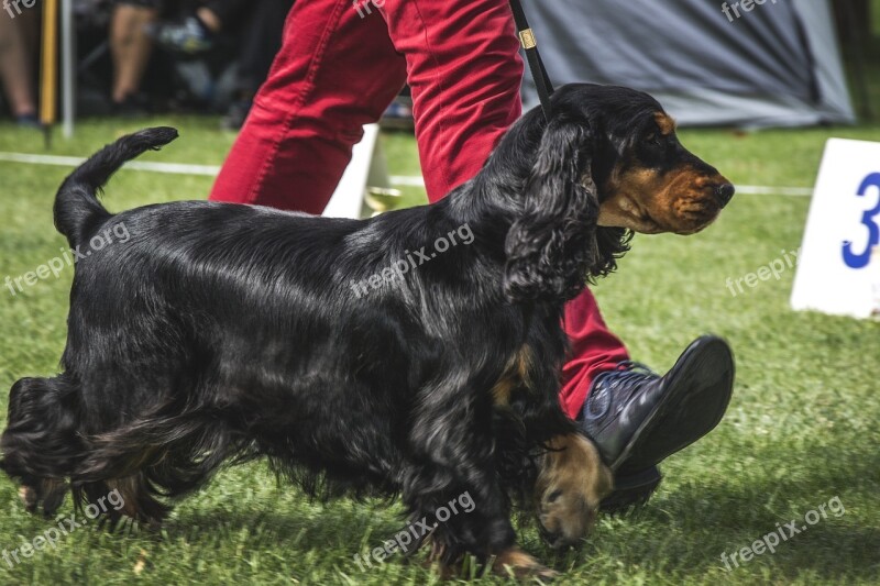 Dog Doggy Favorite Dog Show Exhibition