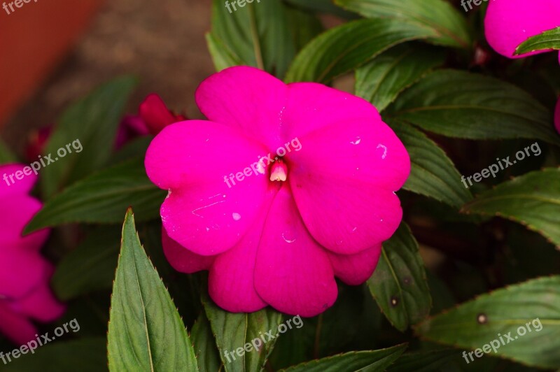 Flowers Flower Fuchsia Joy Plant