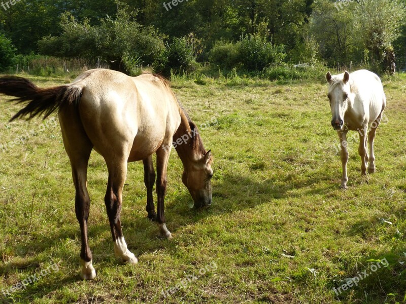 Horses Grass Greenery Pacer Couple