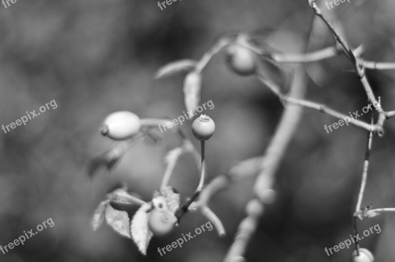 Black And White B W Nero Flower Nature