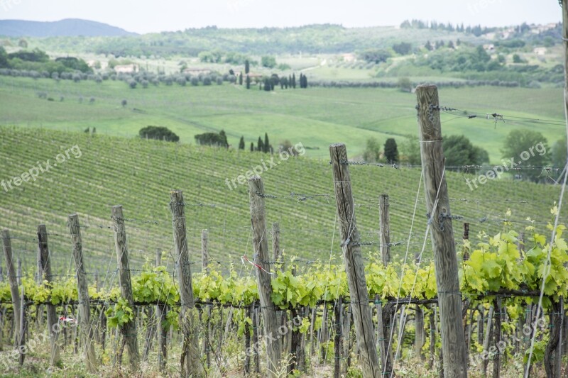 Vineyard Wine Grapes Agriculture Tuscany