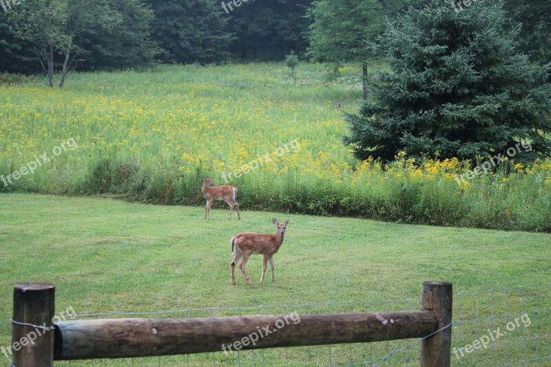 Deer Nature Wild Wildlife Outdoors