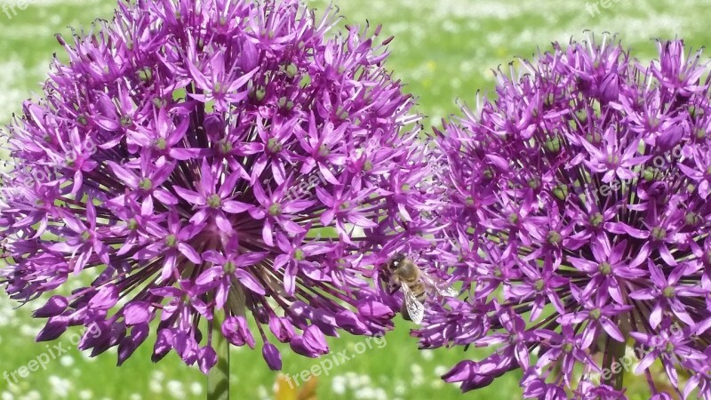 Flower Plant Decorative Garlic Botanical Flower Garden