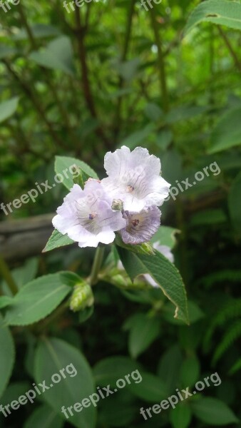 Neelakurunji Kerala Munnar Green Flower