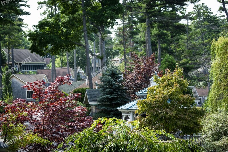 Trees Beautiful Area Maine New England Scenic