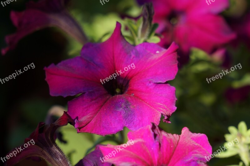 Peonies Flower Summer Flowers Spring