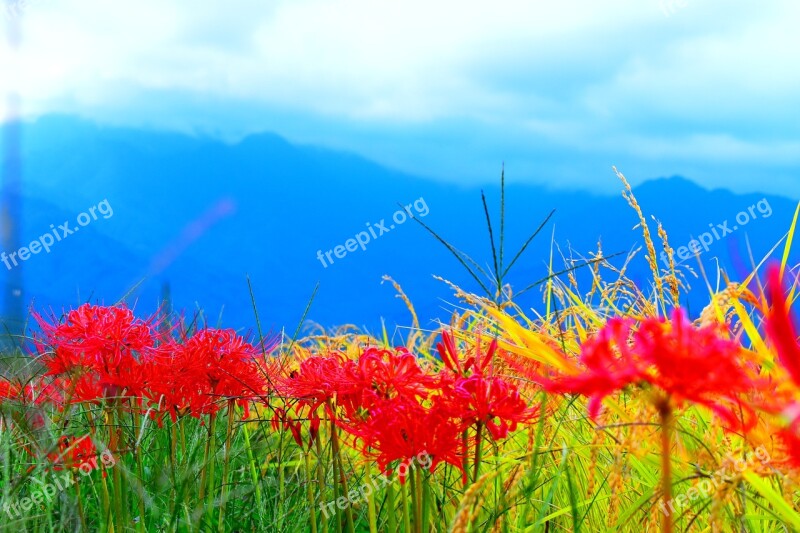 Japan Nagano Outdoors Flowers Frower