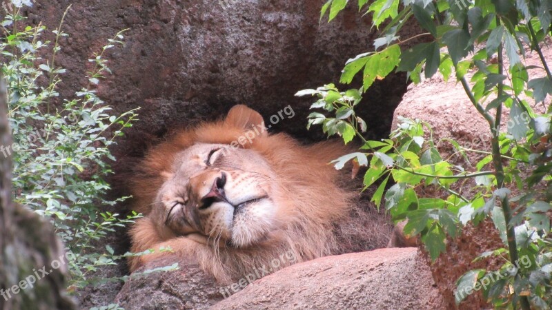 Lion Sleeping Lion Cat Animal Nature