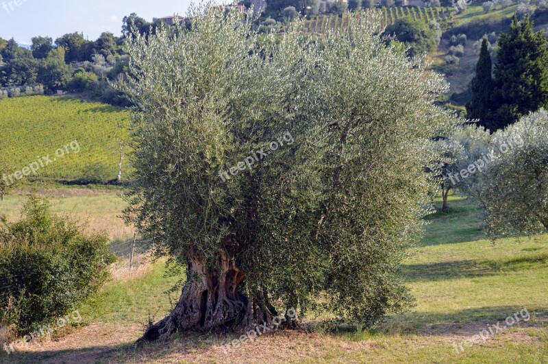 Campaign Tuscany Olive Olive Tree Nature