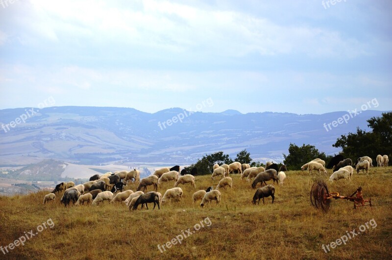 Tuscany Sheep Landscape Nature Hills