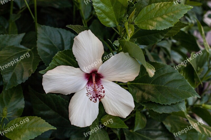 Flower Hibiscus The Garden Free Photos