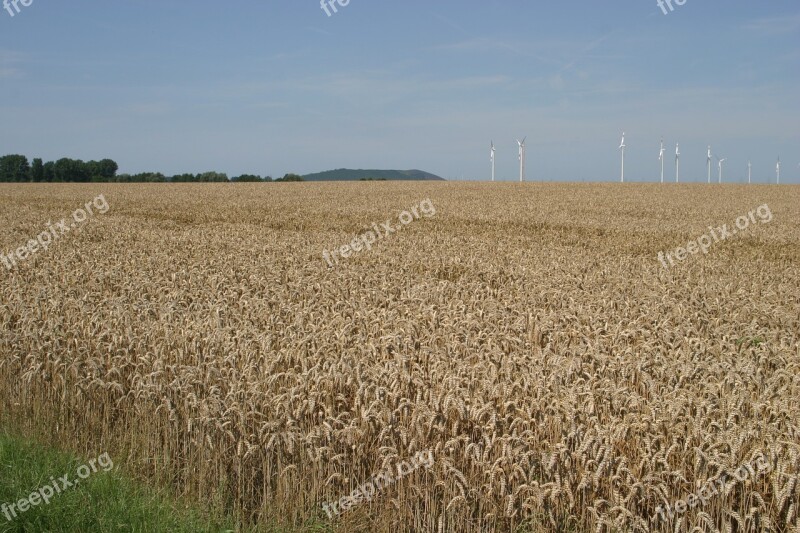 Grain Field Cereals Agriculture Food