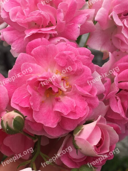 Flowers Roses Nature Spring Flourish