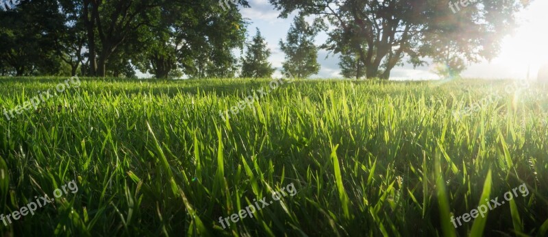 Grass Wood Nature Green Landscape